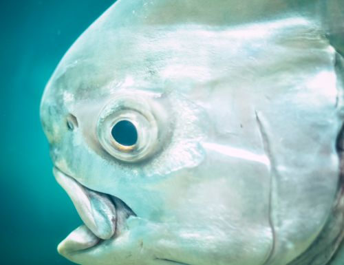 水中の魚の大きな眼を近接で捉えた写真
