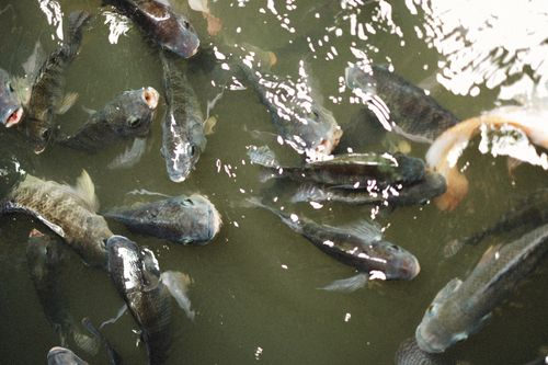 浅い水の中にいる淡水魚を上から写した魚体配慮の記事用写真