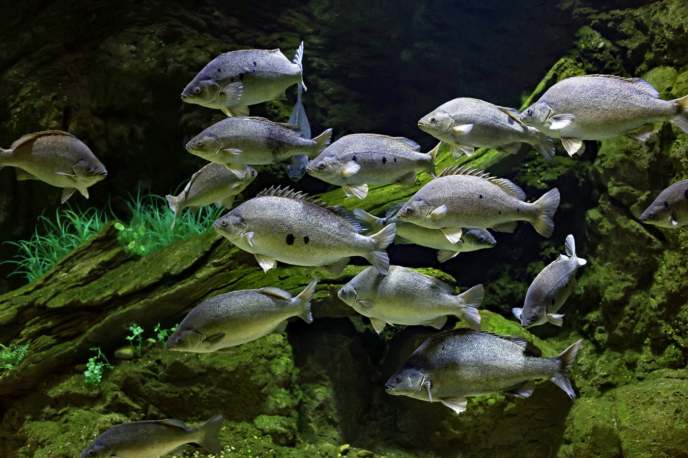 淡水の魚群を水中から見た感覚器の記事用の写真