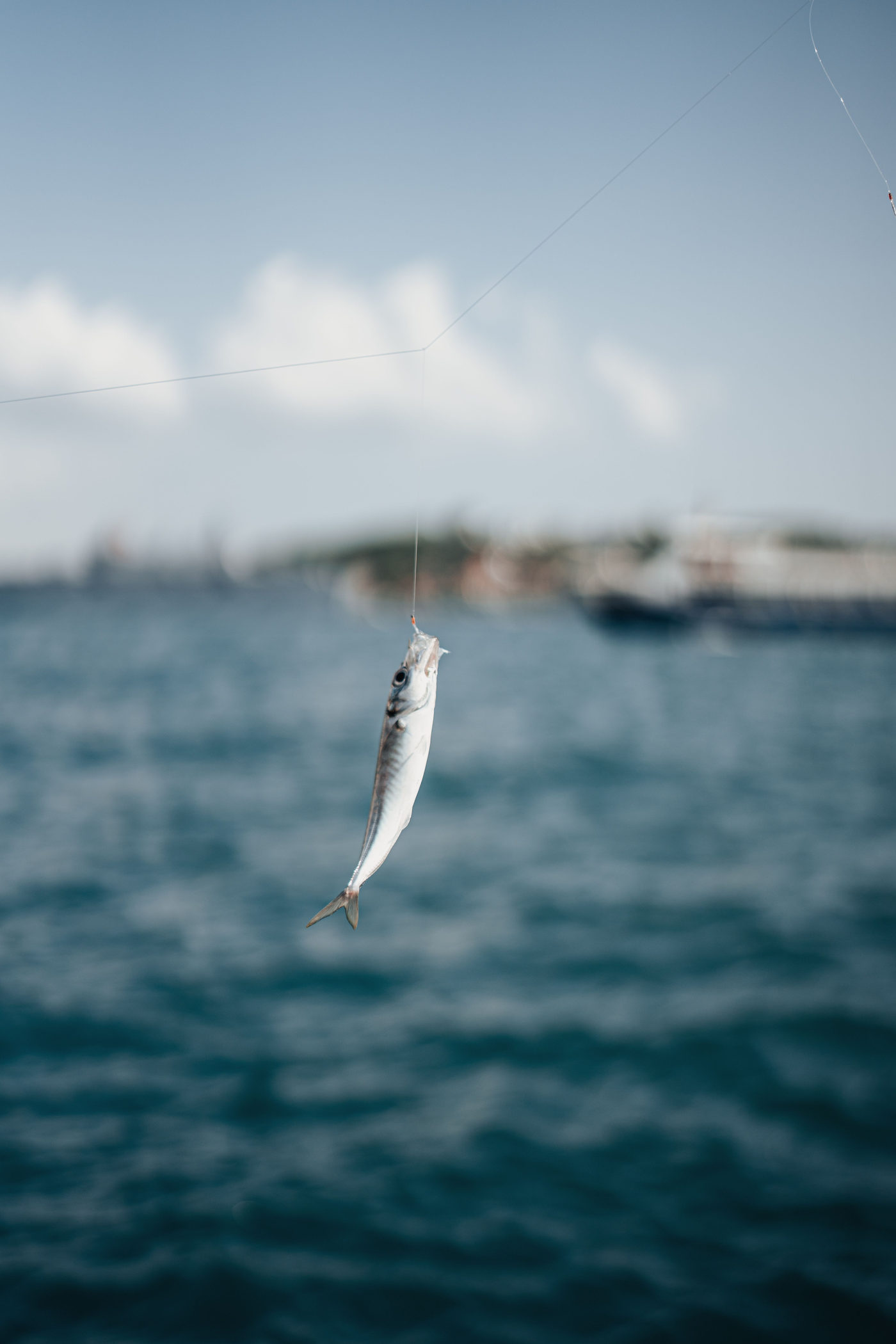 浅い水辺に見える小魚の群れを上から写した写真