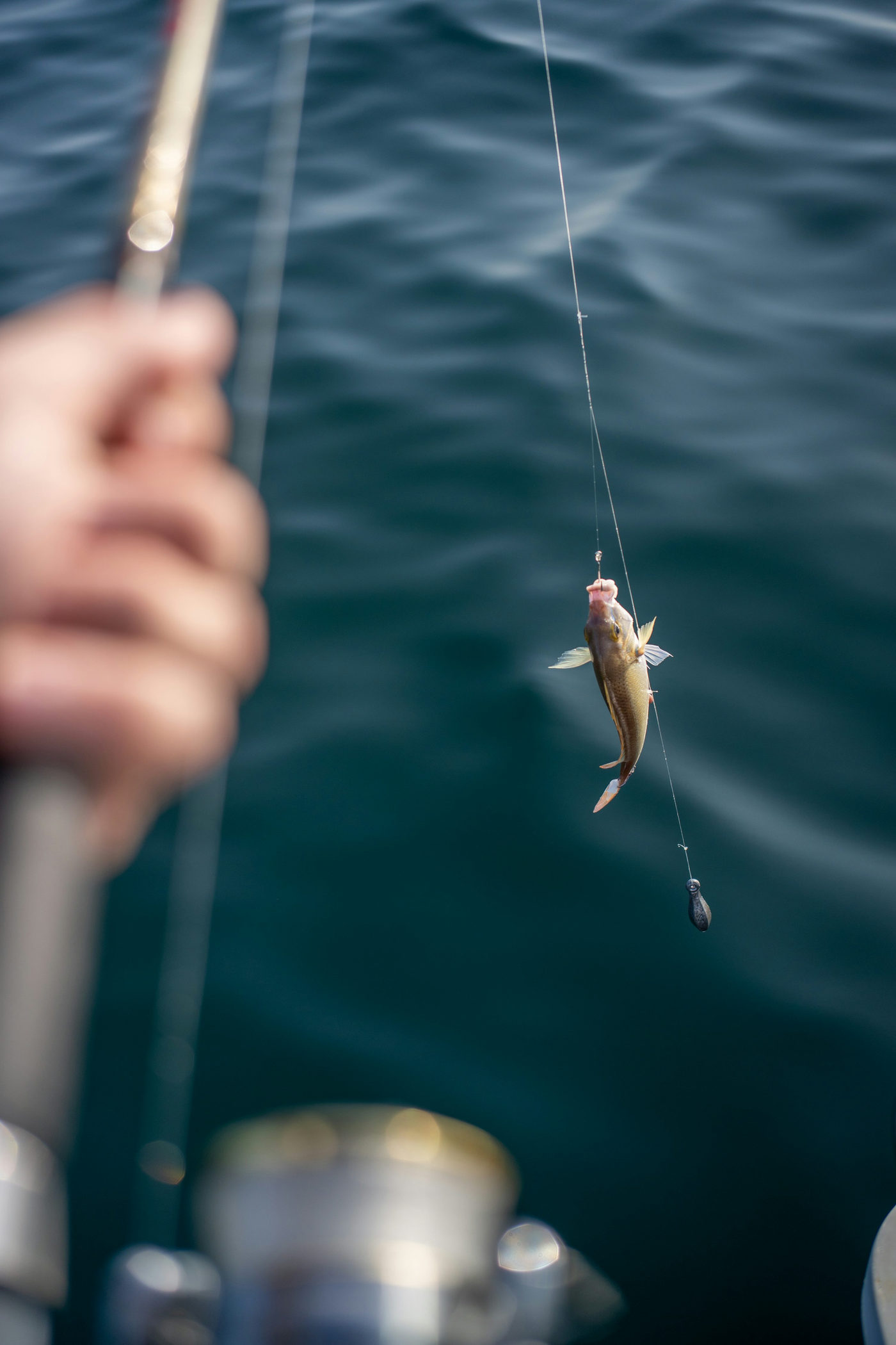 青い水面の上でラインにつながる小魚を写した追尾の写真