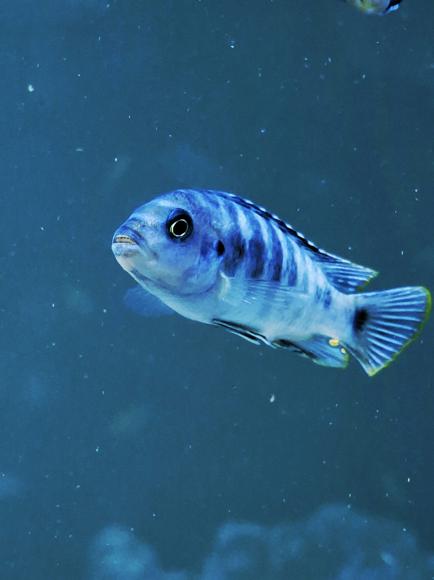 暗い水中を泳ぐ魚の横顔を写した感覚の記事用の写真