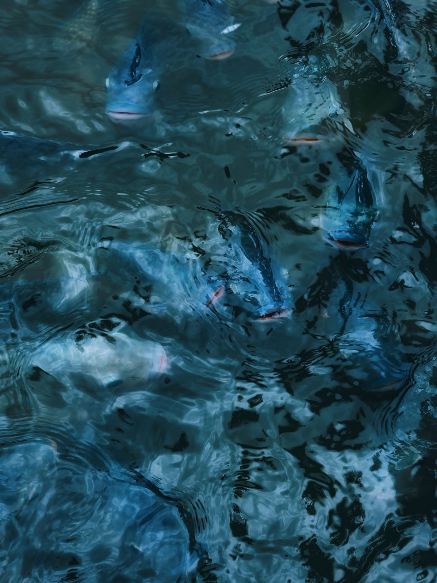 水面の波紋と小魚の影が見える水辺の写真