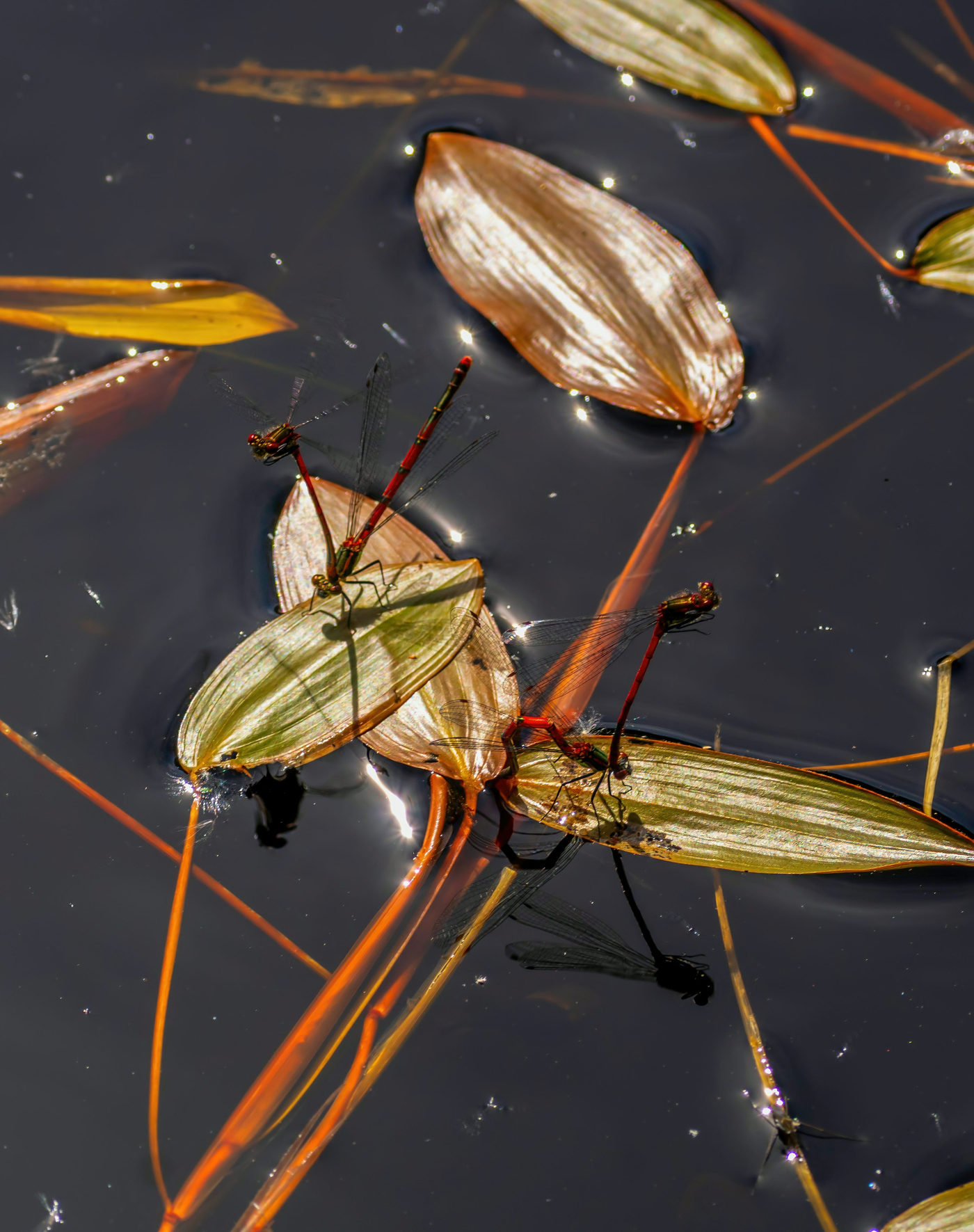 水面に浮かぶ水生昆虫を近くから写した写真
