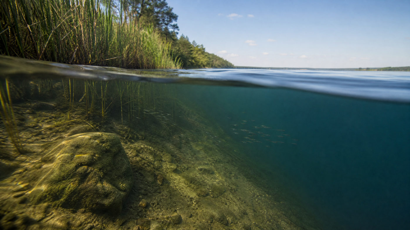 水面の上下で水草、岩、深さの変化が見える淡水環境の写真