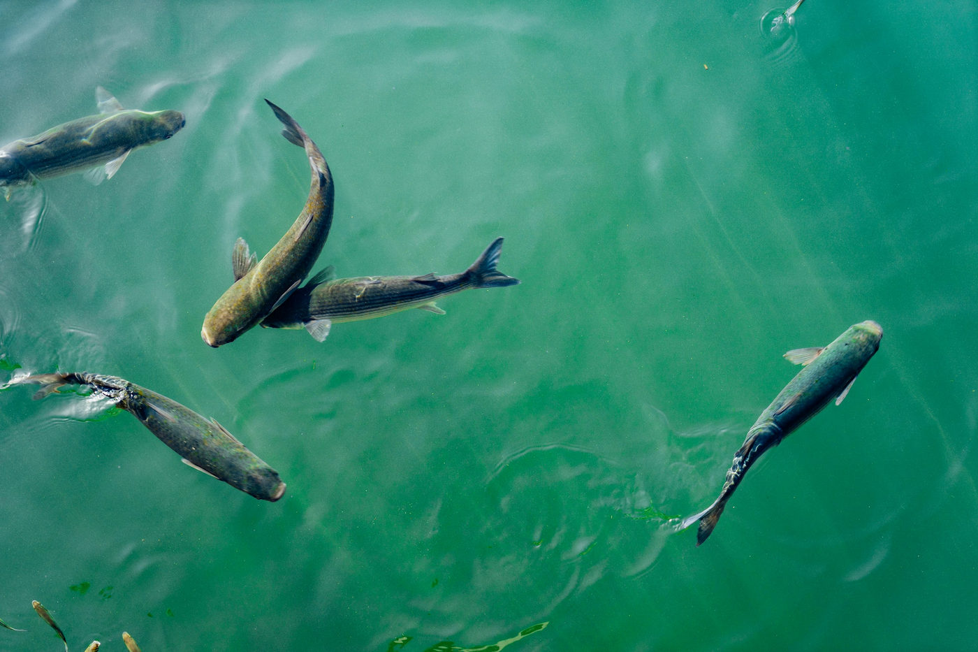 水中を泳ぐ淡水魚の群れを写した移動観察の記事用写真